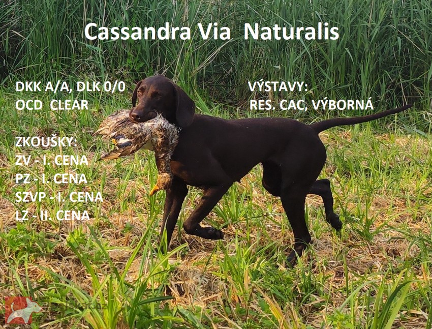 Nabídka štěňat německého krátkosrstého ohaře Nabídka štěňat německého krátkosrstého ohaře