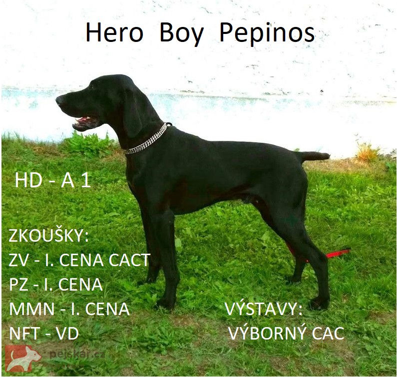 Nabídka štěňat německého krátkosrstého ohaře Nabídka štěňat německého krátkosrstého ohaře