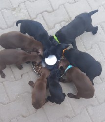 Nabídka štěňat německého krátkosrstého ohaře