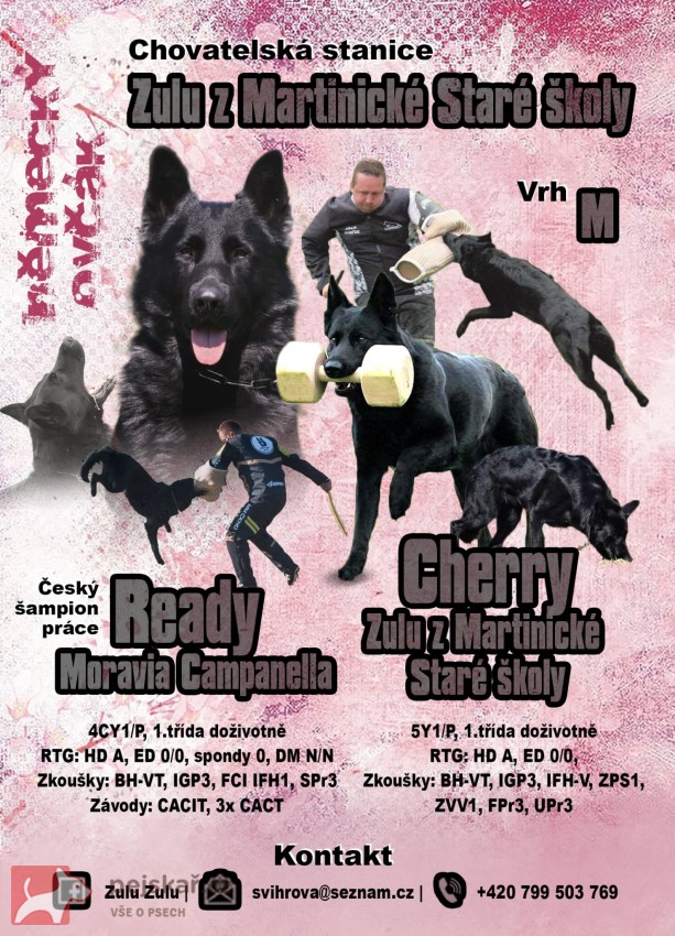 Německý ovčák s PP,štěně
