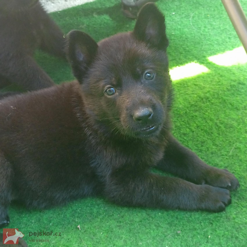 Německý ovčák s PP,štěně
