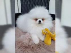 Inzerce psů Prodám Pomeraniana