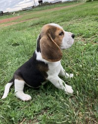Inzerce psů Štěňátka Bígl (též beagle) s PP