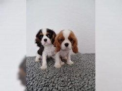 Inzerce psů Štěňátka Kavalír King Charles španěl s PP