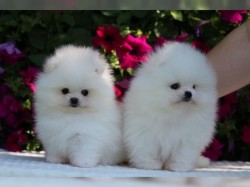 Inzerce psů Německý špic trpasličí (Pomeranian) štěňátka