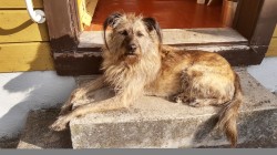 Inzerce psů Bria k adopci