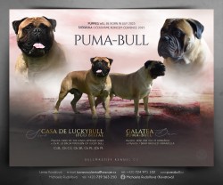 Bullmastif - Bulmastif - štěňátka S PP