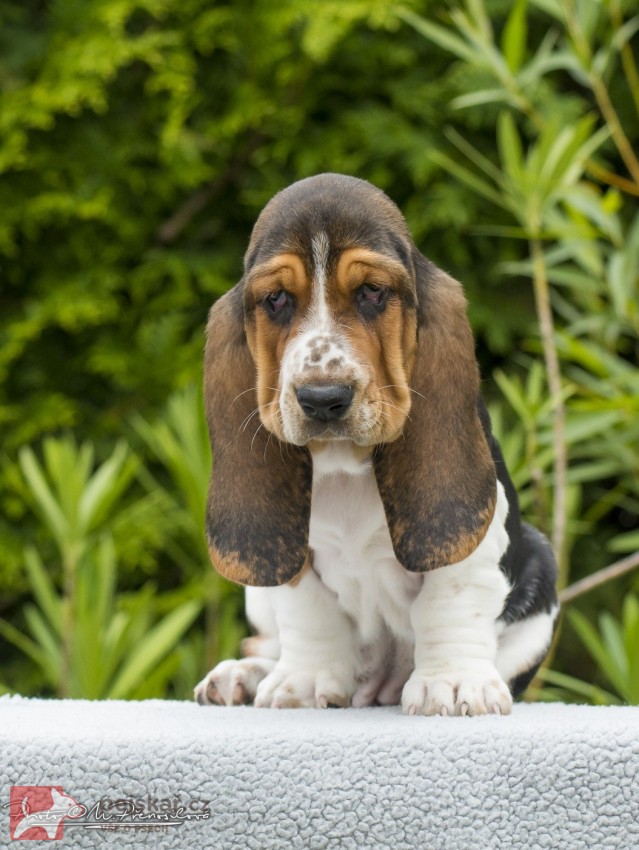Basset Hound