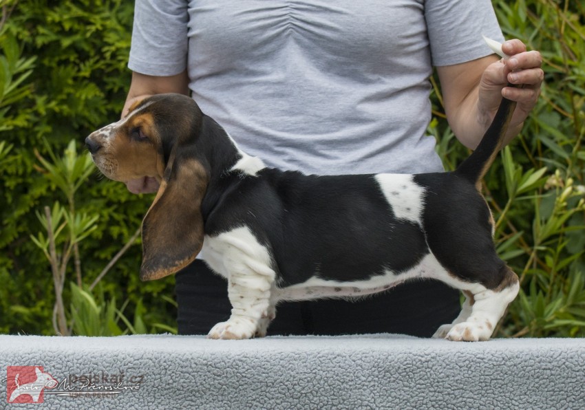 Basset Hound