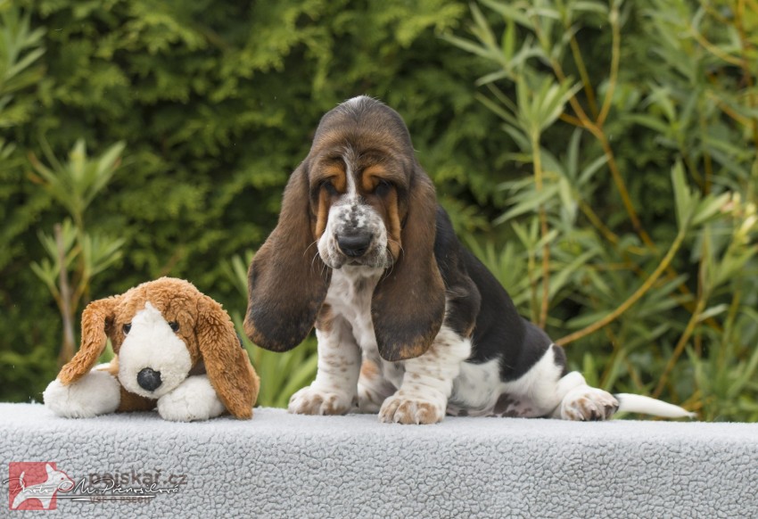 Basset Hound