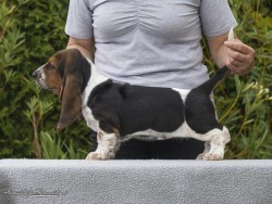 Basset Hound