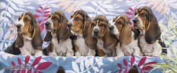 Basset Hound