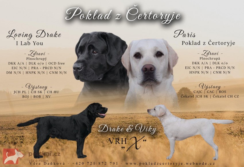 Štěňátka labradora s PP