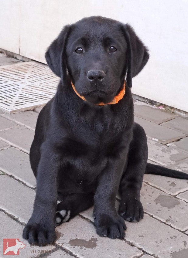 Štěňátka labradora s PP