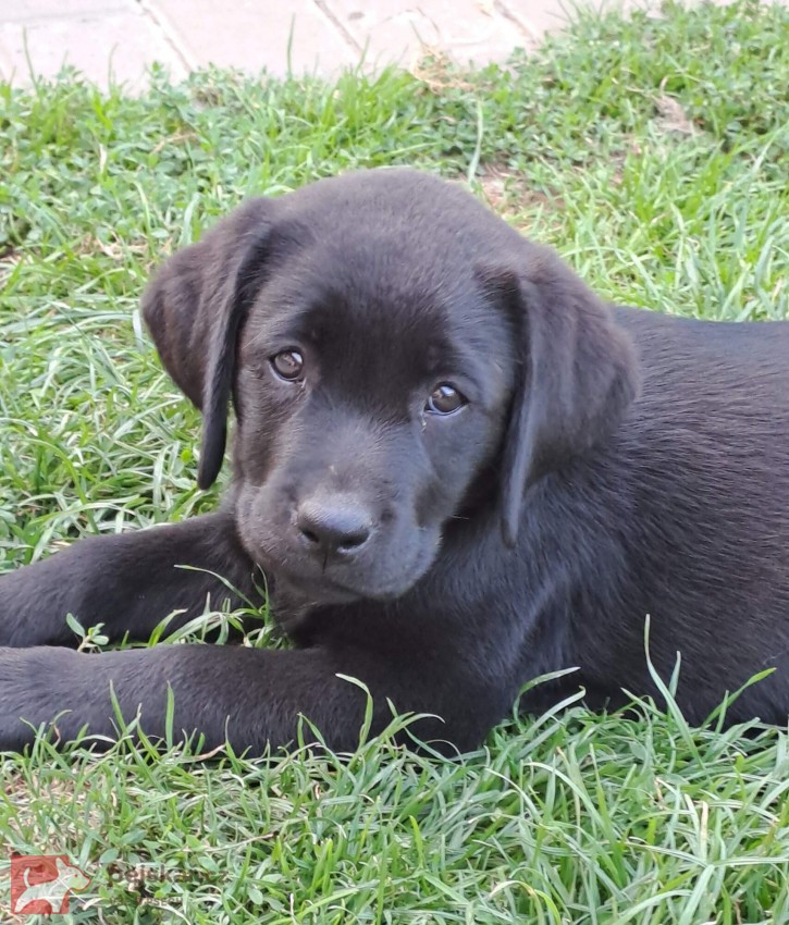 Štěňátka labradora s PP