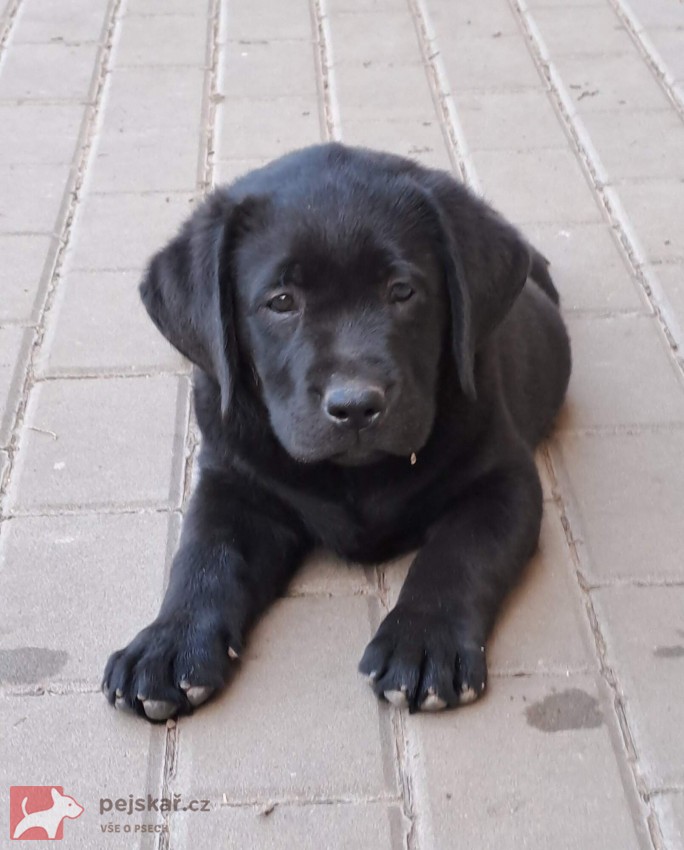 Štěňátka labradora s PP