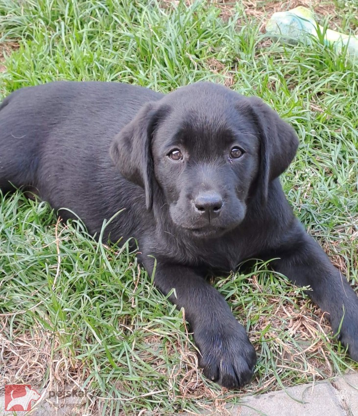 Štěňátka labradora s PP