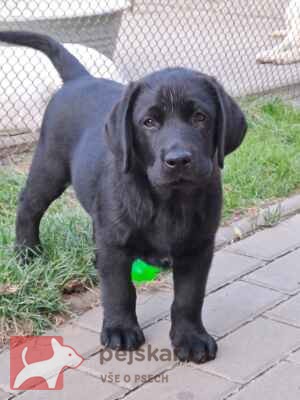 Štěňátka labradora s PP