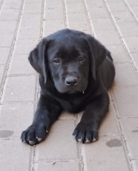 Inzerce psů Štěňátka labradora s PP