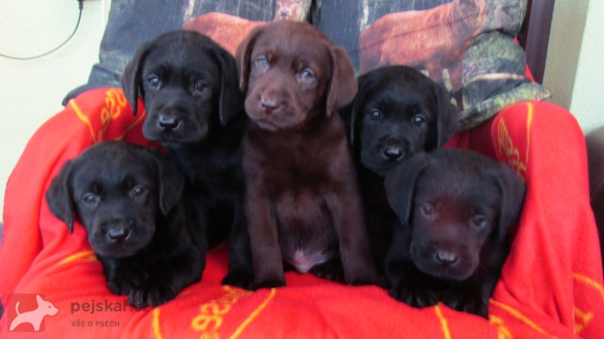 Labradorský retrívr s PP