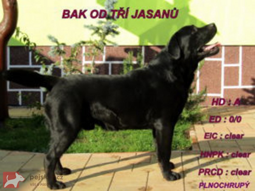 Labradorský retrívr s PP