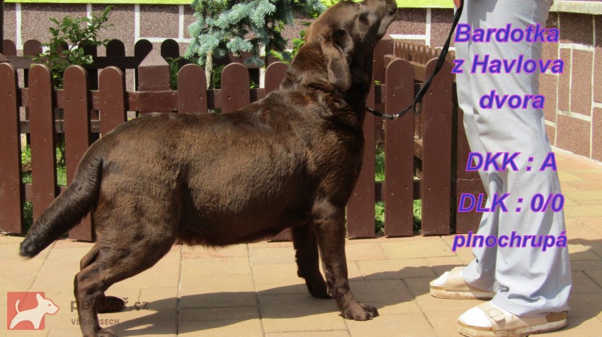 Labradorský retrívr s PP