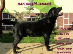 Labradorský retrívr s PP