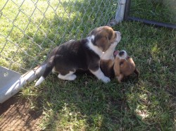 pejsek beagle