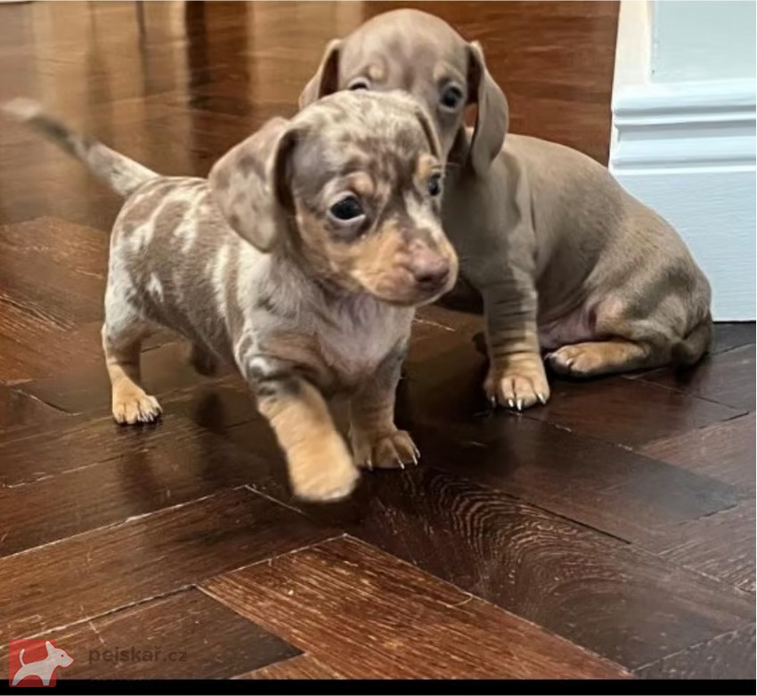 Jezevčík hladkosrstý trpasličí Dachshund