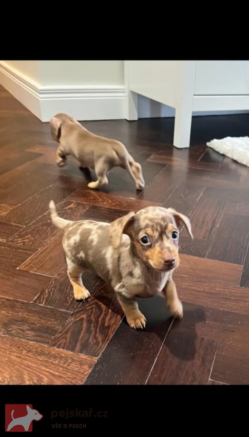 Jezevčík hladkosrstý trpasličí Dachshund