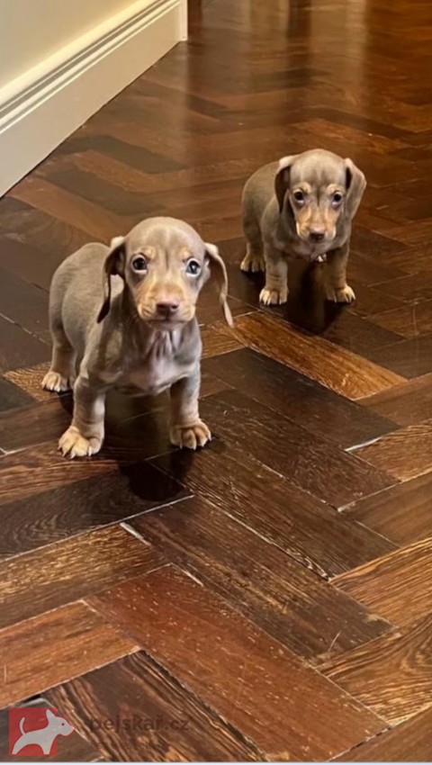 Jezevčík hladkosrstý trpasličí Dachshund