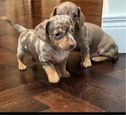 Jezevčík hladkosrstý trpasličí Dachshund