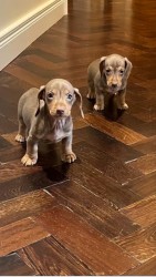 Jezevčík hladkosrstý trpasličí Dachshund