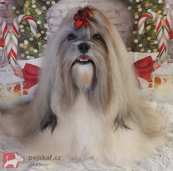 Lhasa Apso štěňátka s papíry původu (fci) 2025-26