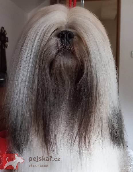 Lhasa Apso štěňátka s papíry původu (fci) 2025-26