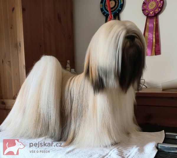 Lhasa Apso štěňátka s papíry původu (fci) 2025-26