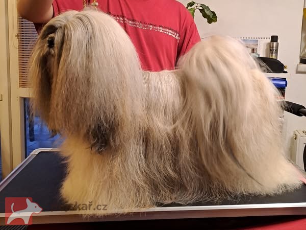 Lhasa Apso štěňátka s papíry původu (fci) 2025-26