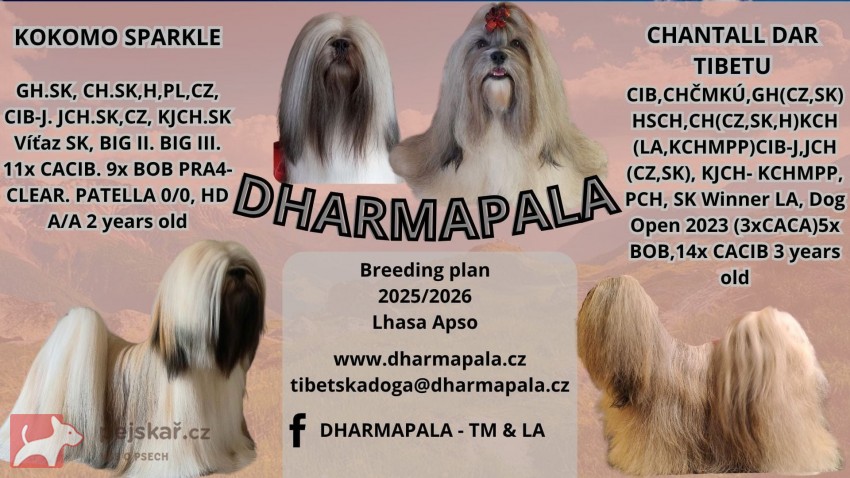 Lhasa Apso štěňátka s papíry původu (fci) 2025-26