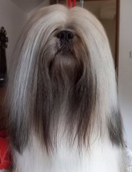 Lhasa Apso štěňátka s papíry původu (fci) 2025-26