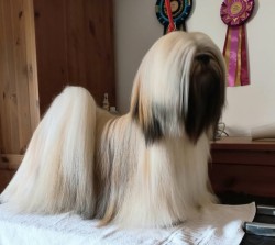 Lhasa Apso štěňátka s papíry původu (fci) 2025-26