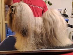 Lhasa Apso štěňátka s papíry původu (fci) 2025-26