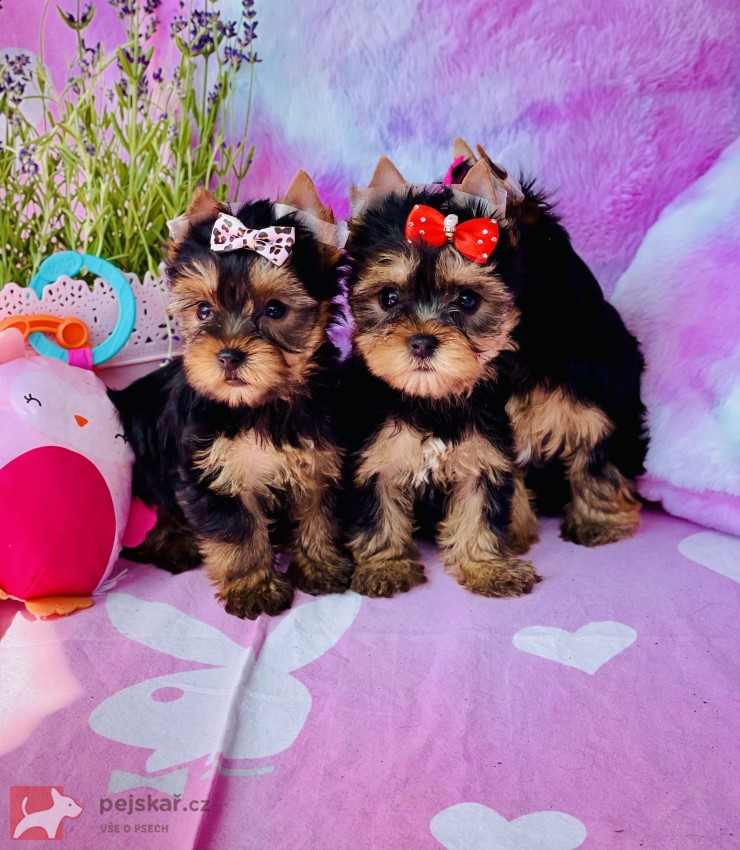 Jorkšírský teriér bez PP