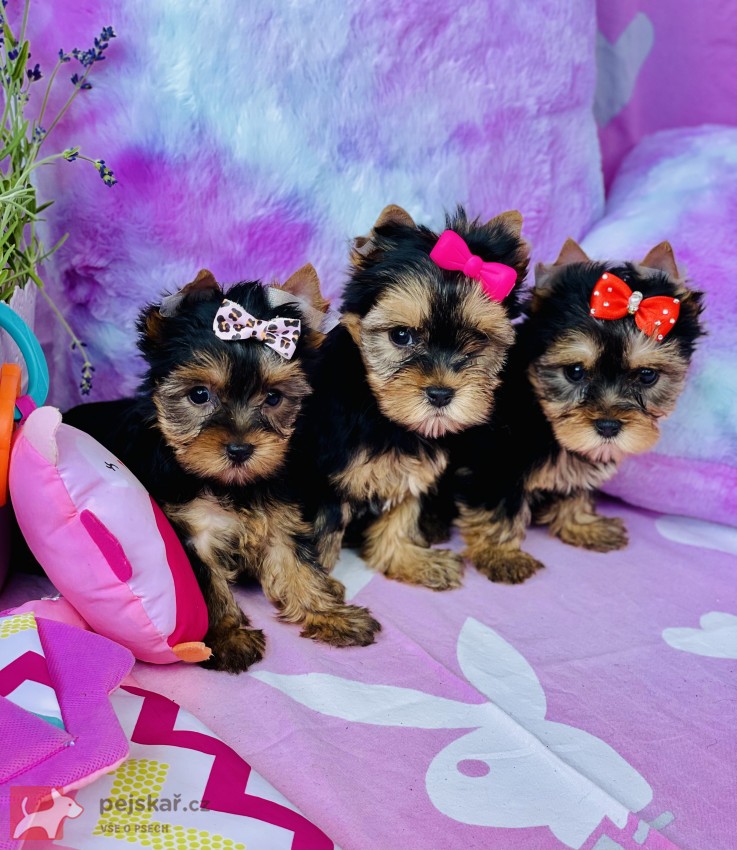 Jorkšírský teriér bez PP