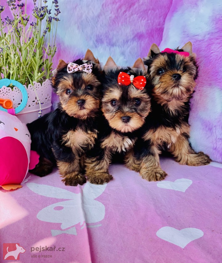 Jorkšírský teriér bez PP