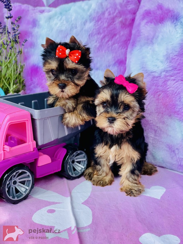 Jorkšírský teriér bez PP