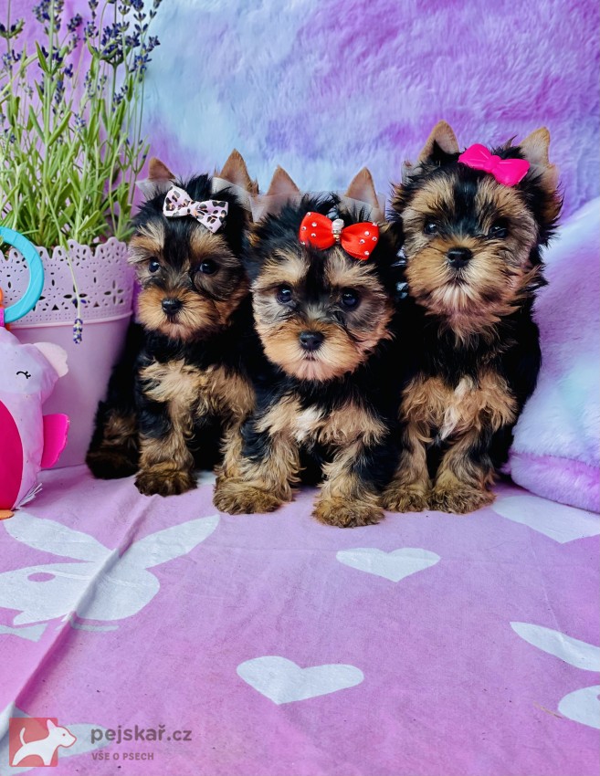 Jorkšírský teriér bez PP