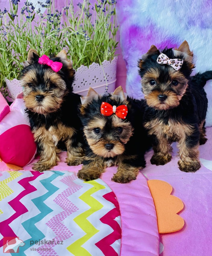 Jorkšírský teriér bez PP