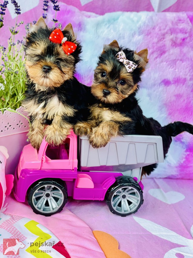 Jorkšírský teriér bez PP