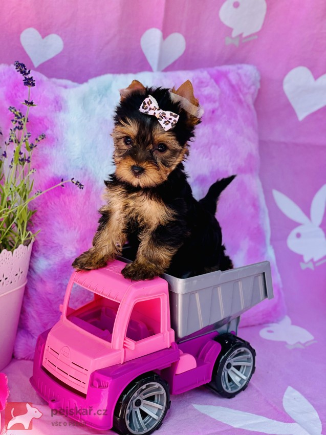 Jorkšírský teriér bez PP