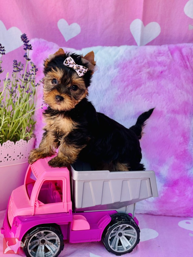 Jorkšírský teriér bez PP